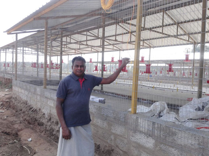 Poultry Weldmesh Partitions